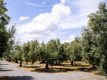 Galería de imágenes